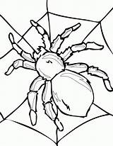 Tarantula Spiders Spinne Ausmalbilder Colouring Bugs Netart Justcolor Cera sketch template