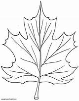 Leaf Coloring Maple Kinderart Pages Pdf Print Leaves Template Fall Templates Printable Size Choose Board sketch template