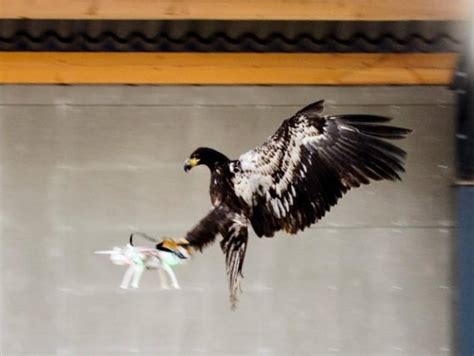 drone catching eagle squadron grounded permanently