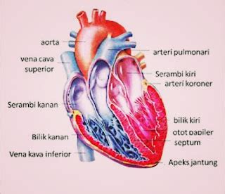 fungsi jantung bagi manusia  bagian bagian jantung cinta sains