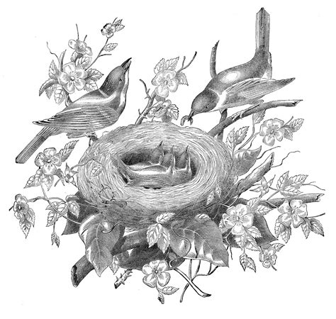 nest clipart images  graphics fairy