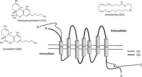 Schematic Showing The Cb1 And Cb2 Cannabinoid Receptors And The