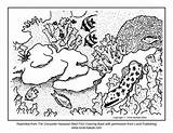 Reef Coloring Great Coral Barrier Drawing Fish Ecosystem Ocean Pages Sheets Color Getdrawings Kids Kauai sketch template