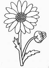 Daisy Coloring Printable Pages Nature sketch template