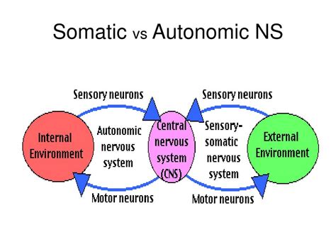 ppt autonomic nervous system powerpoint presentation