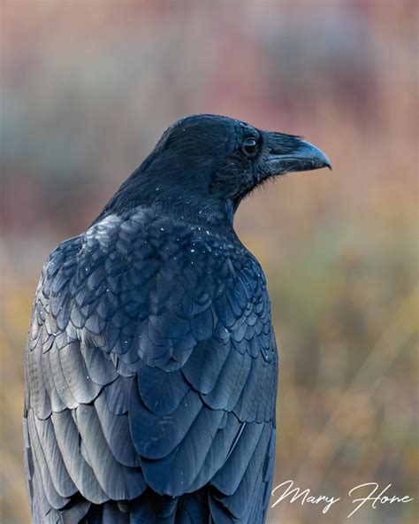 moose ravens   crazy sky tales   backroad