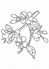 Blossom Cherry Coloring Pages Tree Drawing Outline Japanese Branch Printable Flower Chinese Easy Apple Template Getdrawings Color Clipart Getcolorings Luxury sketch template