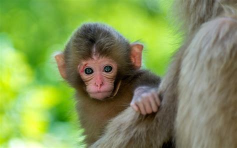 cute baby animal wallpapers