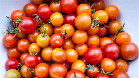 cherry tomatoes  surprising israeli roots  nosher