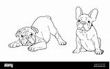 French Bulldogs Puppies sketch template