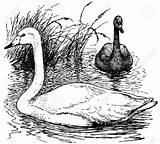 Whooper Swan Coloring 1300 38kb sketch template