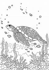 Pages Colouring Coloring Adult Turtle Sea Sheets Under Printable Book Books Choose Board Animal Patterns Fish sketch template