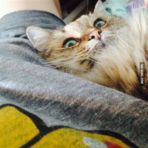 My Gf And Her Hairy Pussy 9gag