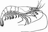 Prawn Shrimp Clipart Fish Coloring Outline Crawfish Drawing Clip Prawns Transparent Tiger Giant Cartoon Vector Geography Webstockreview Monochrome Photography Onlinelabels sketch template