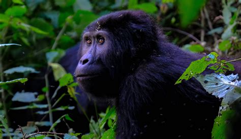 gorilla geboren  beekse bergen nu nog een naam