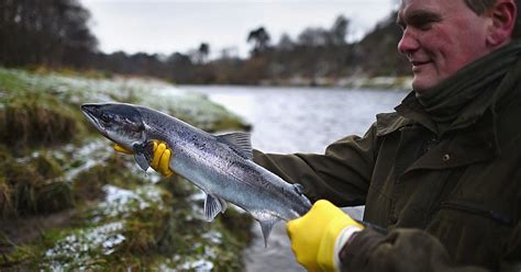 wild  farmed salmon  type  salmon  healthier