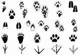 Animal Tracks Vector Brush Two Footprints Pack Footprint Drawing Photoshop Animals Brushes Getdrawings Brusheezy Small Vecteezy Vectorified sketch template