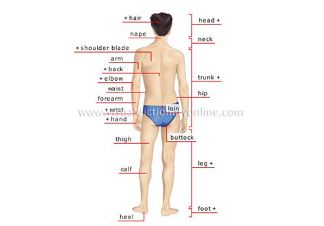 human  human body man posterior view image visual