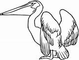 Pelican Pelicans Pelicano Pelikan Malvorlage Puzzli Pelikany Kolorowanka Kolorowanki Dzieci Coloringbay sketch template