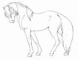 Horse Pinto Coloring Pages Dressage Has Getdrawings Color Getcolorings sketch template