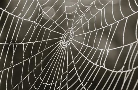 spider web art  shawn johnson