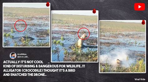 video shows alligator chomping  drone netizens express concern trending news  indian