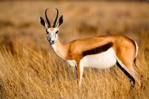springbok hunting ox ranch