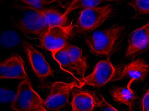 cytoskeleton kit sir actin  sir tubulin  cell imaging probes