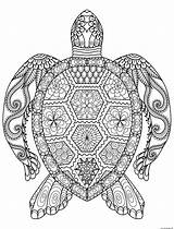 Coloring Zen Zentangle Adult Pages Turtle Printable Print Book Color sketch template