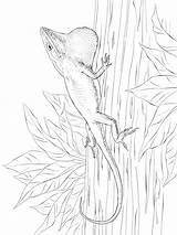 Anole Coloring Pages Green Template sketch template