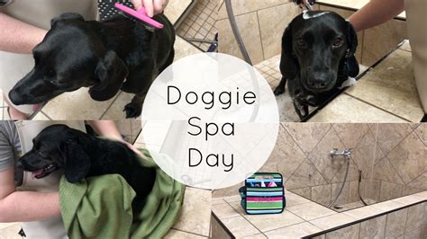 doggie spa day youtube