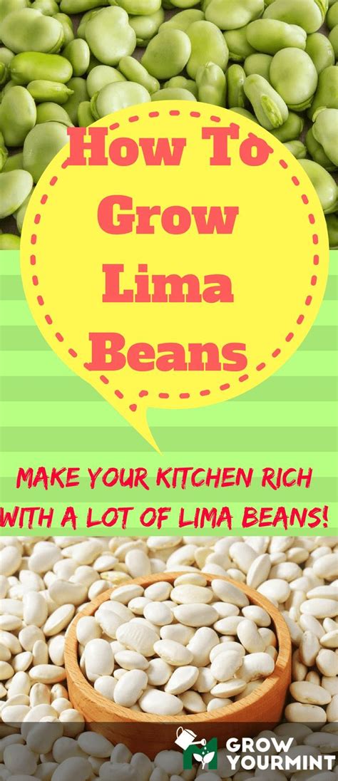 grow lima beans green greener lima growing lima beans