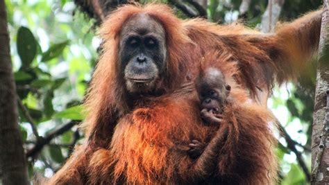 Endangered Species New Frizzy Haired Orangutans Discovered In Indonesia