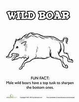 Boar Worksheet sketch template