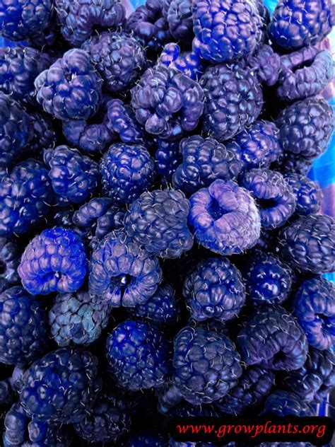 blue raspberry   grow care