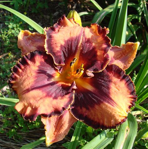 earthly treasures daylily garden extravagant