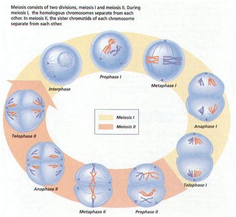 Primeros Auxilios Division Celular Mitosis Y Meiosis