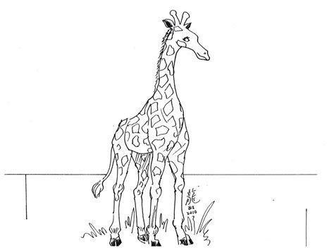animal head outline giraff   animal head outline