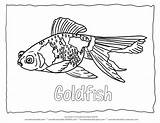 Coloring Goldfish Pages Library Clipart Book sketch template