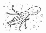 Coloring Pages Octopus Animals Aquatic Animal Realistic Printable Drawing Squid Coloring4free Sea Kids Sheets Underwater Water 2021 Real Outline Wildlife sketch template