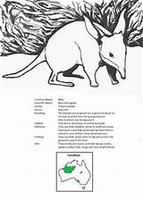 Coloring Outback Australian Australia Fact Studies Animal Austrailan Sheets Cultural Designlooter Curriculum Exploration Grade Unit Geography Easter Animals 04kb 331px sketch template