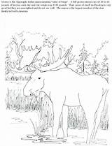 Elk Bugling sketch template