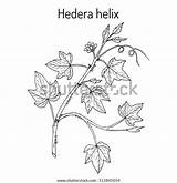 Ivy Hedera Helix Ornamental Medicinal sketch template