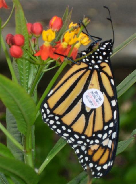 milkweed for monarchs more tips for creating your