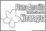 Nicaragua Flor Simbolos Patrios Pluma Pintar Sheets Imagui Amarilla Colorea Lamina Peru sketch template