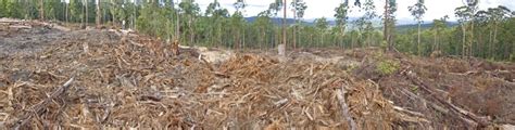 minister  stop illegal clearfelling north east forest alliance