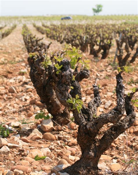 Andrew Forace All You Ever Wanted To Know About Châteauneuf Du Pape