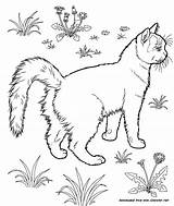 Animals Coloring Domestic Pages Cat Garden сat Dog Pig Cow sketch template