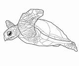 Turtle Coloring Pages Sea Printable Realistic Hawksbill Drawing Turtles Outline Baby Color Google Loggerhead Sheet Getdrawings Print Animal Sheets Search sketch template