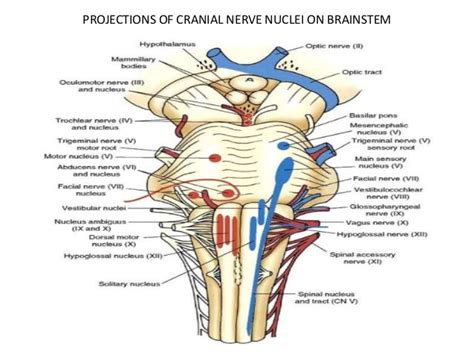 brainstem cranial nerve nuclei anatomy  brainstem   clinical